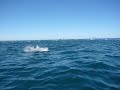 Mobula Rays Jumping, Cabo Pulmo, Baja California Sur, Mexico