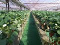 Tehnologia de cultivare a capsunelor in sere Tehnologia de cultivare: Tehnologia de cultivare a capsunelor in sere