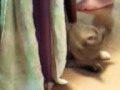 猫様２００９１０２２