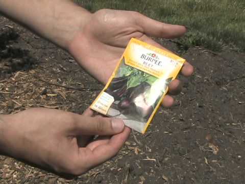 how to replant beetroot thinnings