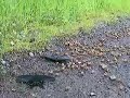 Papilio maackii and Apis mellifera Papilio maackii and Apis mellifera