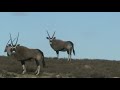 Gemsbok Shot Gemsbok Shot