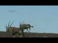 Gemsbok Shot