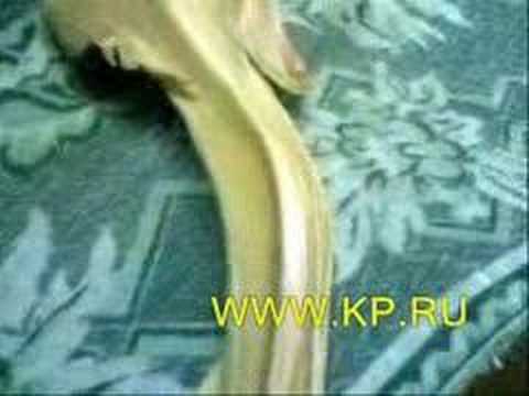 Strange Creature from Azov