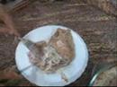 Chicken Fatteh ??? ?????? Chicken Fatteh ??? ??????