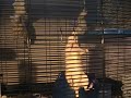 My rat is an escape artist