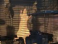 My rat is an escape artist My rat is an escape artist