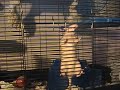 My rat is an escape artist