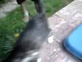 gata boluda