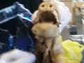 Fetal Pig Snuff 5 Fetal Pig Snuff 5