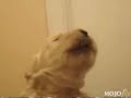 puppy whistle