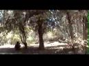 natural paintball cl