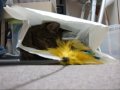 ★袋の中大好き!私をもらって下さい!里親募集中 猫の里親会1月24日