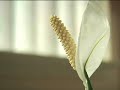 cinevate brevis test