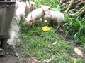 videos de Pig on a spit - Piglets in the Philippines