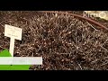 John Dromgoole Central Texas Gardener: pruning perennials John Dromgoole Central Texas Gardener: pruning perennials