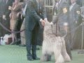 I BELIEVE - Polo Afghans Olympics, Ch. Polos The Aviator, Wins Breed-2009 Westminster Dog Show