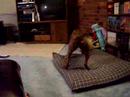 Loofa vs Doggie Loofa vs Doggie