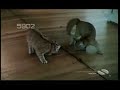 Cat in front of the mirror