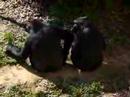 awkward monkeys