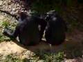awkward monkeys