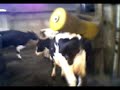 COW BRUSH