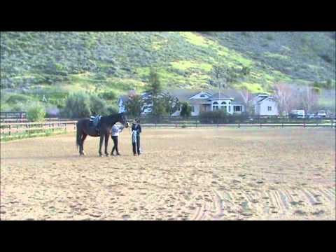 how to fit side reins for lunging