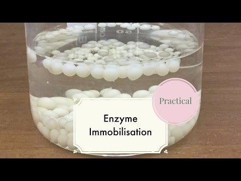 Enzyme Immobilisation-Leaving Cert Biology