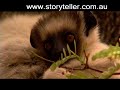 Part 6 Madagascar Island Ark - Before It's Too Late