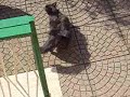 La mia gatta un pò soccola