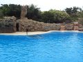 Delfin-Show im Loro Parque, Teneriffa
