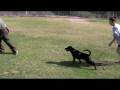 videos de Masati's Cleo 11-29-08