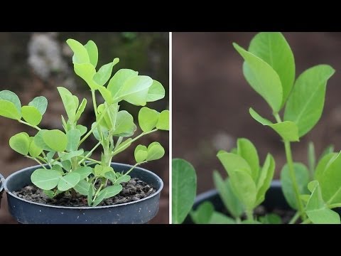 how to fertilize dry soil