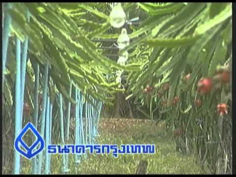 การปลูกแก้วมังกร - รายการเพื่อนคู่คิด โดย ธนาคารกรุงเทพ จำกัด (มหาชน) พิธีกร : อัจฉรา นววงศ์ ,ชรัส...