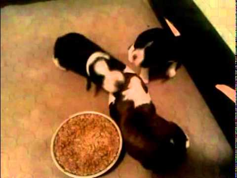 AKC English Springer Spaniel male pup