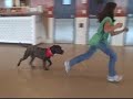 *ADOPTED* Felipe 4664470 Humane Society Colorado Adopt
