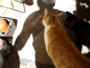 Gato comendo grama