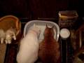 videos de The Lost Videos Of Booger: Hungry Cats