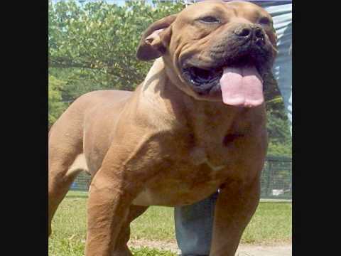 boerbull