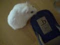 Mi hamster 4