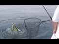 Fujairah Fishing