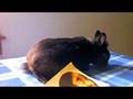 Literate Rabbit