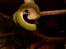 morelia viridis