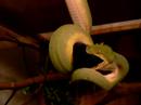 morelia viridis