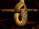 morelia viridis