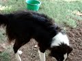 Fun day at work with Dogs, part one