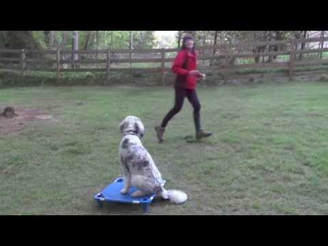 how to train aussiedoodle