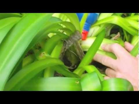 how to remove agapanthus