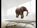 Elefante 3D