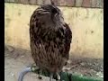 Gufo reale - Bubo bubo